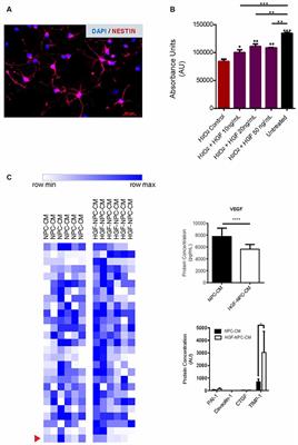 Hepatocyte Growth Factor-Preconditioned Neural Progenitor Cells Attenuate Astrocyte Reactivity and Promote Neurite Outgrowth